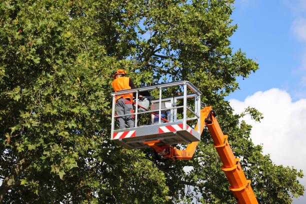 Best Hazardous Tree Removal  in Holcom, KS
