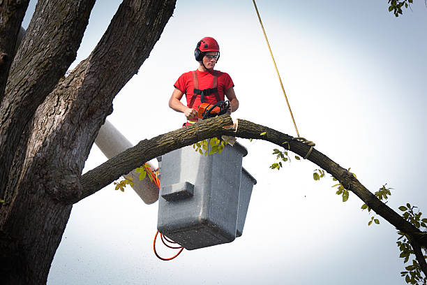 Best Tree and Shrub Care  in Holcom, KS