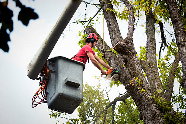 Best Leaf Removal  in Holcom, KS